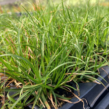 Load image into Gallery viewer, Tray of foothill sedge (Carex tumulicola) plug in propagation. One of approximately 200 species of Pacific Northwest native plants available at Sparrowhawk Native Plants nursery in Portland, Oregon