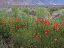 Load image into Gallery viewer, Giant red paintbrush (Castilleja miniata) in a wild landscape. Another stunning Pacific Northwest native plant available at Sparrowhawk Native Plants Nursery in Portland, Oregon.