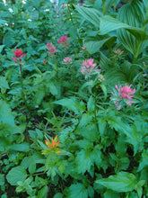 Load image into Gallery viewer, Wild and diversely colored population of giant red paintbrush (Castilleja miniata). Another stunning Pacific Northwest native plant available at Sparrowhawk Native Plants Nursery in Portland, Oregon.