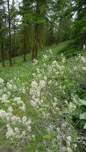 Load image into Gallery viewer, Red stem ceanothus or Oregon tea tree (Ceanothus sanguineus) flowering on a hillside. One of 150+ species of Pacific Northwest native plants available at Sparrowhawk Native Plants, Native Plant Nursery in Portland, Oregon.
