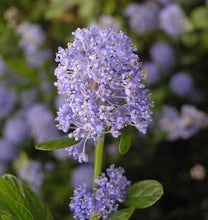 Load image into Gallery viewer, Close-up of the showy blue flower of blue blossom ceanothus (Ceanothus thyrsiflorus). One of 100+ species of Pacific Northwest native plants available at Sparrowhawk Native Plants, Native Plant Nursery in Portland, Oregon.