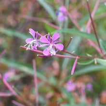 Load image into Gallery viewer, Close-up of the pink flowers of fireweed (Chamerion angustifolium). One of the 150+ species of Pacific Northwest Native Plants available at Sparrowhawk Native Plants in Portland, Oregon