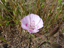 Load image into Gallery viewer, Pink flower of farewell-to-spring (Clarkia amoena). One of 150+ species of Pacific Northwest native plants available at Sparrowhawk Native Plants, Native Plant Nursery in Portland, Oregon.