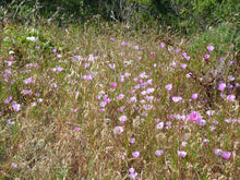 Load image into Gallery viewer, A wild population of pink flowering farewell-to-spring (Clarkia amoena). One of 150+ species of Pacific Northwest native plants available at Sparrowhawk Native Plants, Native Plant Nursery in Portland, Oregon.