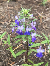 Cargar imagen en el visor de la galería, Extremely showy flowers of large-flowered blue-eyed Mary (Collinsia grandiflora). One of the 100+ species of Pacific Northwest native plants offered at Sparrowhawk Native Plant Nursery in Portland, Oregon.
