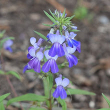 Cargar imagen en el visor de la galería, Extremely showy flowers of large-flowered blue-eyed Mary (Collinsia grandiflora). One of the 100+ species of Pacific Northwest native plants offered at Sparrowhawk Native Plant Nursery in Portland, Oregon.