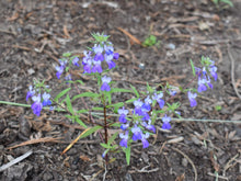 Cargar imagen en el visor de la galería, Growth habit of large-flowered blue-eyed Mary (Collinsia grandiflora). One of the 100+ species of Pacific Northwest native plants offered at Sparrowhawk Native Plant Nursery in Portland, Oregon.