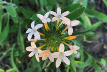 Load image into Gallery viewer, Close-up of Grand Collomia flowers (Collomia grandiflora). One of the 150+ species of Pacific Northwest native plant available at Sparrowhawk Native Plants nursery in Portland, Oregon.