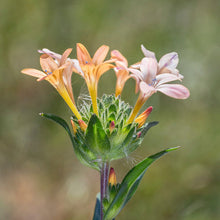 Load image into Gallery viewer, Close-up of Grand Collomia flowers (Collomia grandiflora). One of the 150+ species of Pacific Northwest native plant available at Sparrowhawk Native Plants nursery in Portland, Oregon.