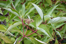 Load image into Gallery viewer, Close-up of red twig dogwood leaves (Cornus sericea). One of approximately 200 species of Pacific Northwest native wildflowers, shrubs and trees available at Sparrowhawk Native Plants, native plant nursery in Portland, Oregon.