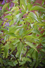 Load image into Gallery viewer, Close-up of red twig dogwood leaves (Cornus sericea). One of approximately 200 species of Pacific Northwest native wildflowers, shrubs and trees available at Sparrowhawk Native Plants, native plant nursery in Portland, Oregon.