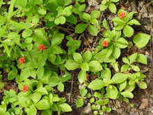 Load image into Gallery viewer, A lush patch of bunchberry (Cornus unalaschkensis) with bright red fruits, growing among twinberry and wild strawberry. One of 100+ species of Pacific Northwest native plants available at Sparrowhawk Native Plants nursery in Portland, Oregon.