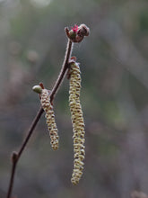 Cargar imagen en el visor de la galería, Close-up of the male catkin on western hazelnut (Corylus cornuta). One of many species of Pacific Northwest native shrubs available at Sparrowhawk Native Plants, Native Plant Nursery in Portland, Oregon.