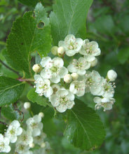 Load image into Gallery viewer, Close-up of Douglas Hawthorn flowers (Crataegus douglasii). Another stunning Pacific Northwest native tree available at Sparrowhawk Native Plants Nursery in Portland, Oregon.