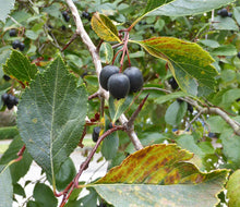 Load image into Gallery viewer, Close-up of Douglas Hawthorn berries (Crataegus douglasii). Another stunning Pacific Northwest native tree available at Sparrowhawk Native Plants Nursery in Portland, Oregon.