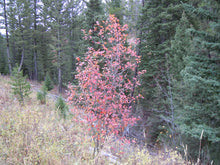 Load image into Gallery viewer, Douglas Hawthorn tree in fall (Crataegus douglasii). Another stunning Pacific Northwest native tree available at Sparrowhawk Native Plants Nursery in Portland, Oregon.