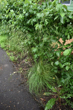 Load image into Gallery viewer, Growth habit of tufted hair grass (Deschampsia cespitosa) along the edge of a habitat garden. One of the 150+ Pacific Northwest native plants offered by Sparrowhawk Native Plants Nursery in Portland, Oregon