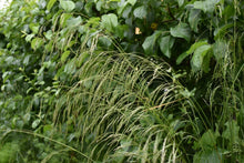 Load image into Gallery viewer, Feathery inflorescence of tufted hair grass (Deschampsia cespitosa) in the habitat garden. One of the 150+ Pacific Northwest native plants offered by Sparrowhawk Native Plants Nursery in Portland, Oregon