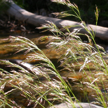 Load image into Gallery viewer, Feathery inflorescence of tufted hair grass (Deschampsia cespitosa). One of approximately 200 species of Pacific Northwest native plants offered by Sparrowhawk Native Plants Nursery in Portland, Oregon