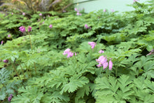 Load image into Gallery viewer, Population of native Pacific Bleeding Heart flower (Dicentra formosa). One of 100+ species of Pacific Northwest native plants available at Sparrowhawk Native Plants, Native Plant Nursery in Portland, Oregon.