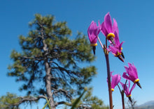 Load image into Gallery viewer, Close-up of the cheerful flowers of broad-leaved or Henderson's shooting star (Dodecatheon hendersonii). One of the 100+ stunning Pacific Northwest native plant available at Sparrowhawk Native Plants Nursery in Portland, Oregon.