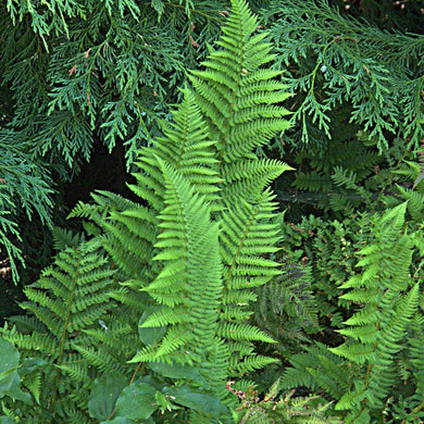 Growth habit of coastal wood fern (Dryopteris arguta). One of 150+ species of Pacific Northwest native plants available at Sparrowhawk Native Plants, Native Plant Nursery in Portland, Oregon.