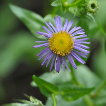 Load image into Gallery viewer, Close-up of the showy purple flower of showy fleabane (Erigeron speciosus). One of 150+ species of Pacific Northwest native plants available at Sparrowhawk Native Plants, Native Plant Nursery in Portland, Oregon.