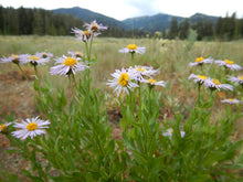 Load image into Gallery viewer, Growth habit of showy purple flower of showy fleabane (Erigeron speciosus). One of 150+ species of Pacific Northwest native plants available at Sparrowhawk Native Plants, Native Plant Nursery in Portland, Oregon.