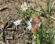 Load image into Gallery viewer, Butterfly visits purple flowering showy fleabane (Erigeron speciosus). One of 150+ species of Pacific Northwest native plants available at Sparrowhawk Native Plants, Native Plant Nursery in Portland, Oregon.
