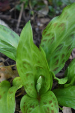 Load image into Gallery viewer, Mottled leaves and emergent buds of white fawn lily (Erythronium oregonum) in the habitat garden. One of the 100+ species of Pacific Northwest native plants available at Sparrowhawk Native Plants Nursery in Portland, Oregon