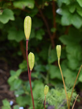 Load image into Gallery viewer, Unique and attractive seed pods of white fawn lily (Erythronium oregonum) in the habitat garden. One of the 100+ species of Pacific Northwest native plants available at Sparrowhawk Native Plants Nursery in Portland, Oregon
