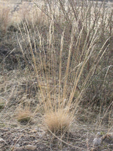 Load image into Gallery viewer, Dried clump of Roamer&#39;s Fescue in autumn (Festuca idahoensis ssp roemeri). One of 150+ species of Pacific Northwest native plants available at Sparrowhawk Native Plants, Native Plant Nursery in Portland, Oregon.