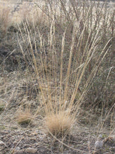 Load image into Gallery viewer, Dried clump of Roamer's Fescue in autumn (Festuca idahoensis ssp roemeri). One of 150+ species of Pacific Northwest native plants available at Sparrowhawk Native Plants, Native Plant Nursery in Portland, Oregon.