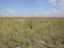 Load image into Gallery viewer, Field of Roamer's Fescue and Oregon wildflowers (Festuca idahoensis ssp roemeri). One of 150+ species of Pacific Northwest native plants available at Sparrowhawk Native Plants, Native Plant Nursery in Portland, Oregon.