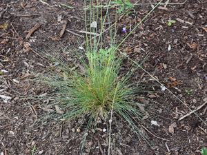 Young clump of Roamer's Fescue native Oregon bunch grass (Festuca idahoensis ssp roemeri). One of 150+ species of Pacific Northwest native plants available at Sparrowhawk Native Plants, Native Plant Nursery in Portland, Oregon.