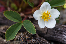 Load image into Gallery viewer, Close-up bright white flower of Oregon's native Wild Strawberry (Fragaria virginiana). One of 150+ species of Pacific Northwest native plants available at Sparrowhawk Native Plants, Native Plant Nursery in Portland, Oregon.
