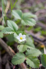 Load image into Gallery viewer, Close-up bright white flower of Oregon's native Wild Strawberry (Fragaria virginiana). One of 150+ species of Pacific Northwest native plants available at Sparrowhawk Native Plants, Native Plant Nursery in Portland, Oregon.