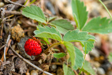 Load image into Gallery viewer, Close-up leaf and fruit of Oregon's native Wild Strawberry (Fragaria virginiana). One of 150+ species of Pacific Northwest native plants available at Sparrowhawk Native Plants, Native Plant Nursery in Portland, Oregon.