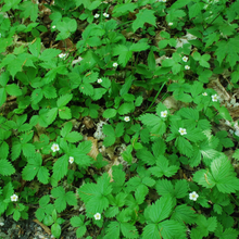 Load image into Gallery viewer, Bright green groundcover of Oregon's native Wild Strawberry (Fragaria virginiana). One of 150+ species of Pacific Northwest native plants available at Sparrowhawk Native Plants, Native Plant Nursery in Portland, Oregon.