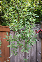 Cargar imagen en el visor de la galería, A young cascara tree (Rhamnus purshiana, formerly/aka Frangula purshiana) in the habitat garden. Another stunning Pacific Northwest native tree available at Sparrowhawk Native Plants Nursery in Portland, Oregon.
