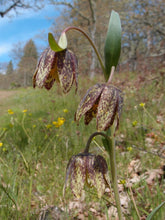 Load image into Gallery viewer, Close-up of the unique purplish-brown flowers of checker lily (aka chocolate lily or Fritillaria affinis). One of 150+ species of Pacific Northwest native plants available at Sparrowhawk Native Plants, Native Plant Nursery in Portland, Oregon.