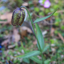 Load image into Gallery viewer, Close-up of the unique purplish-brown flowers of checker lily (aka chocolate lily or Fritillaria affinis). One of 150+ species of Pacific Northwest native plants available at Sparrowhawk Native Plants, Native Plant Nursery in Portland, Oregon.