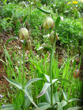 Load image into Gallery viewer, Growth habit of checker lily (aka chocolate lily or Fritillaria affinis). One of 150+ species of Pacific Northwest native plants available at Sparrowhawk Native Plants, Native Plant Nursery in Portland, Oregon.