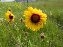 Load image into Gallery viewer, Close-up of Blanketflower (Gaillardia aristata). One of 150+ species of Pacific Northwest native plants available at Sparrowhawk Native Plants, Native Plant Nursery in Portland, Oregon.