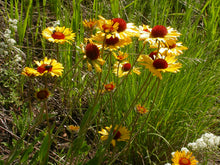 Load image into Gallery viewer, Blanketflower (Gaillardia aristata). One of 150+ species of Pacific Northwest native plants available at Sparrowhawk Native Plants, Native Plant Nursery in Portland, Oregon.