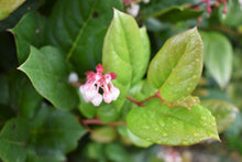 Load image into Gallery viewer, Salal (Gaultheria shallon) - native evergreen shrub. One of 100+ species of Pacific Northwest native plants available at Sparrowhawk Native Plants, Native Plant Nursery in Portland, Oregon.