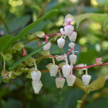 Load image into Gallery viewer, Salal (Gaultheria shallon) - native evergreen shrub. One of 100+ species of Pacific Northwest native plants available at Sparrowhawk Native Plants, Native Plant Nursery in Portland, Oregon.