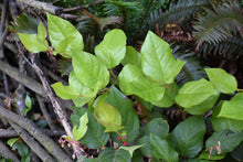 Load image into Gallery viewer, Salal (Gaultheria shallon) - native evergreen shrub. One of 100+ species of Pacific Northwest native plants available at Sparrowhawk Native Plants, Native Plant Nursery in Portland, Oregon.