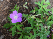 Cargar imagen en el visor de la galería, Leaves, buds and purple flower of western geranium (Geranium oreganum). One of 100+ species of Pacific Northwest native plants available at Sparrowhawk Native Plants, Native Plant Nursery in Portland, Oregon.