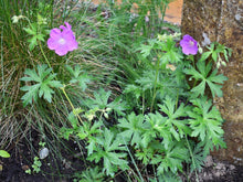 Cargar imagen en el visor de la galería, Growth habit of western geranium (Geranium oreganum). One of 100+ species of Pacific Northwest native plants available at Sparrowhawk Native Plants, Native Plant Nursery in Portland, Oregon.
